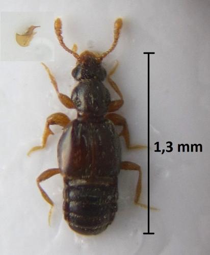 Réf. 216 709 : Bibloporus mayeti